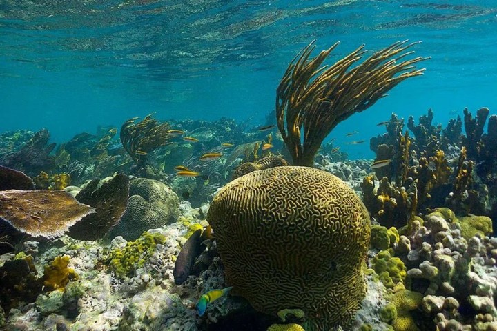 a coral in the water